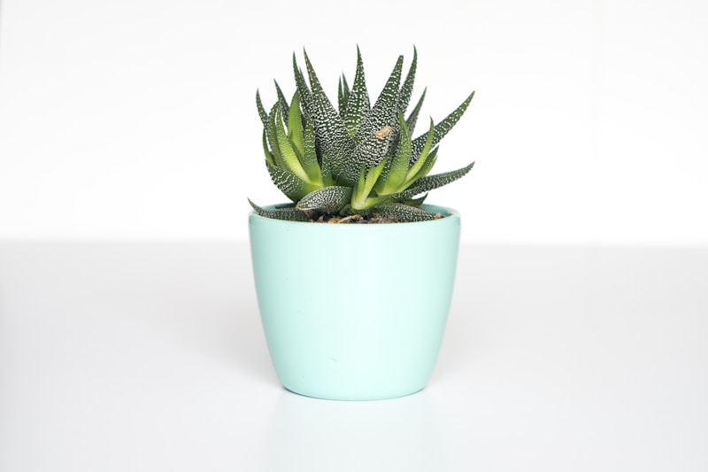 Succulente en pot turquoise