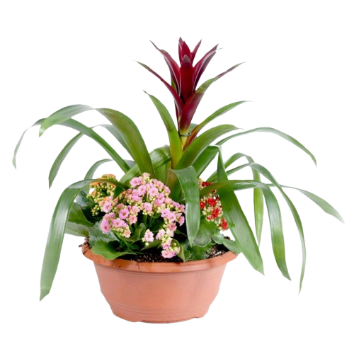 Composition Guzmania et kalanchoés en pot terre cuite