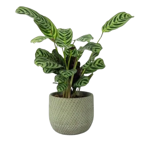 Calathea zébrée en pot sage