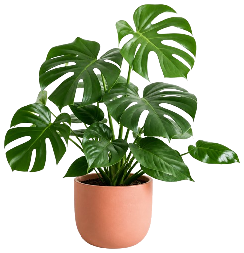 Monstera deliciosa en pot pêche