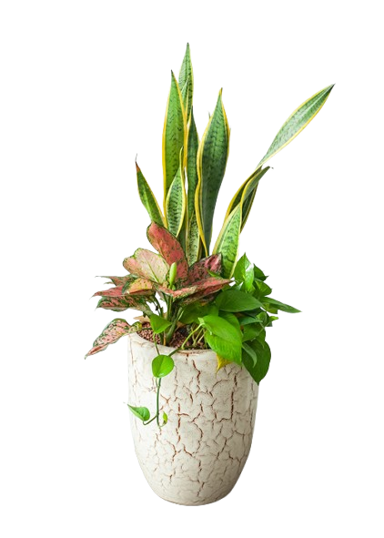 Composition de plantes à l’atelier