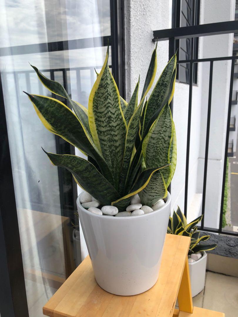 Sansevieria dans un intérieur