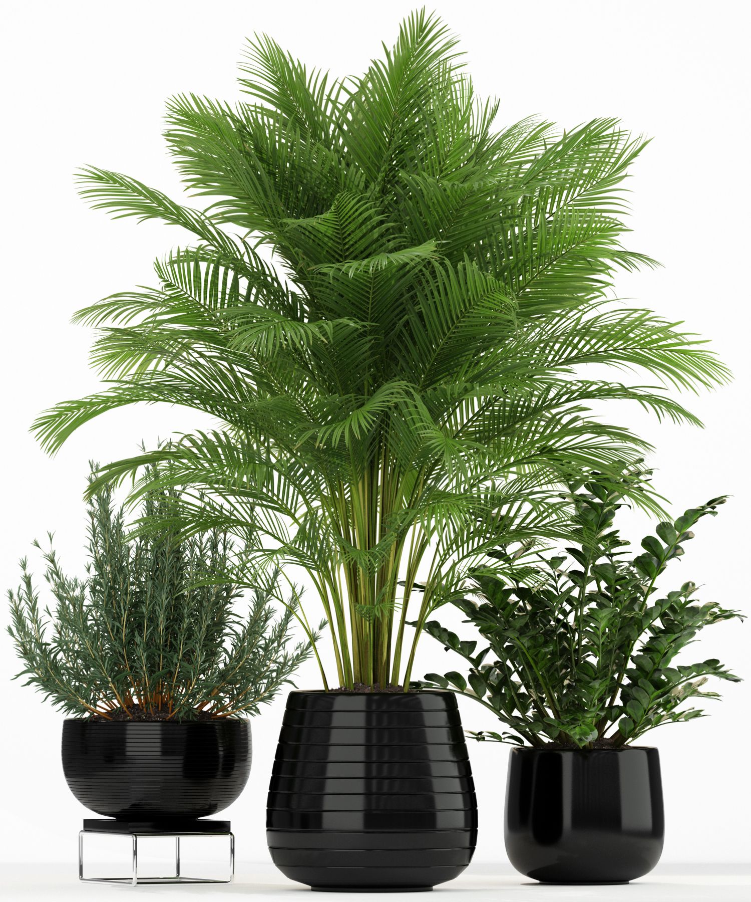 Trio de plantes en pots noirs